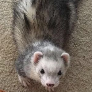 Meet your Posher, Kyleigh